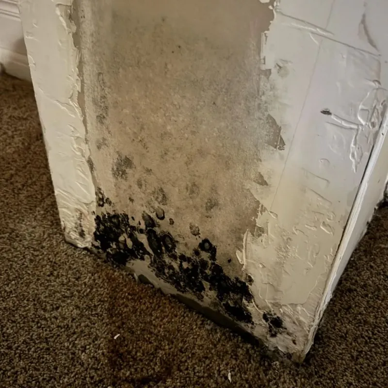 Professional Mold Removal in Martin, SD